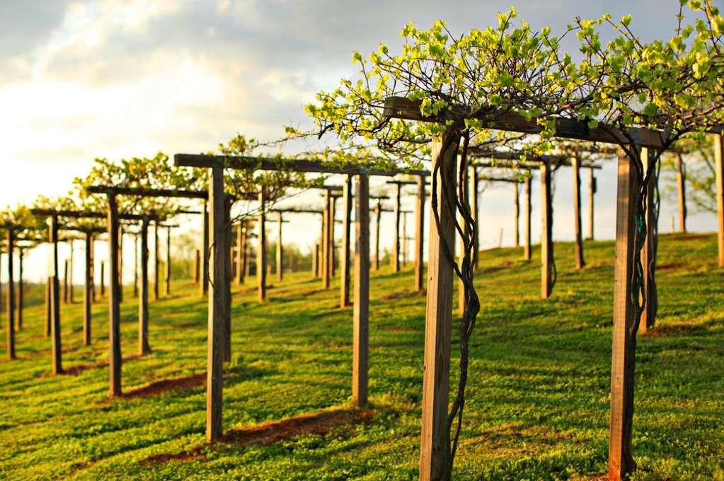 Chateau Elan Winery Врейзелтн Екстер'єр фото